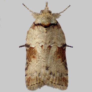 Picture of Oak Nycteoline - Nycteola revayana f. dilutana