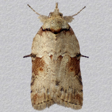 Top - 1