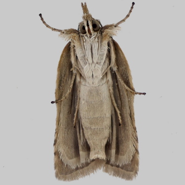 Alternate view