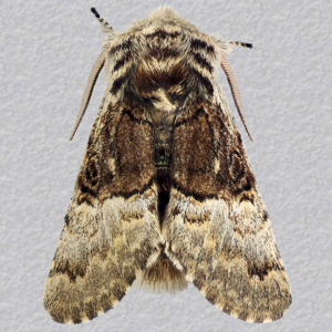 Image of Nut-tree Tussock - Colocasia coryl