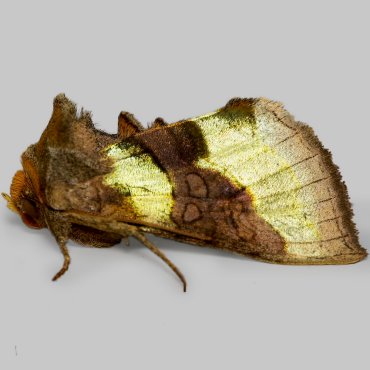 Picture of Burnished Brass - Diachrysia chrysitis f. aurea