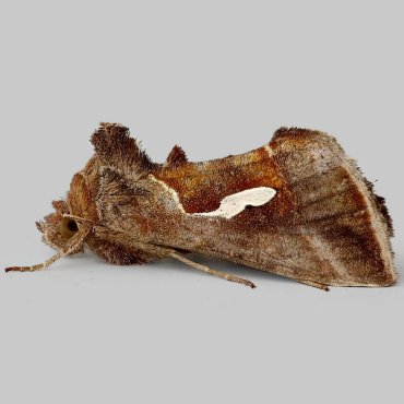 Picture of Dewick's Plusia - Macdunnoughia confusa