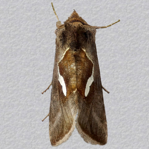 Image of Dewick's Plusia - Macdunnoughia confusa