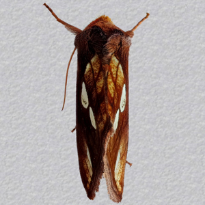 Image of Gold Spot - Plusia festucae