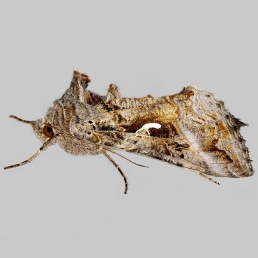 Picture of Silver Y - Autographa gamma