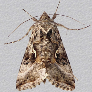 Image of Silver Y - Autographa gamma