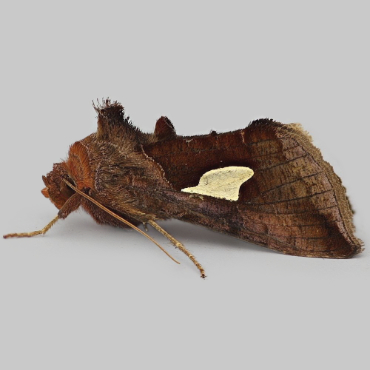 Picture of Gold Spangle - Autographa bractea