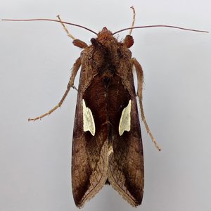 Image of Gold Spangle - Autographa bractea