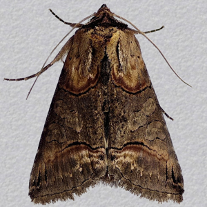 Image of Dark Spectacle - Abrostola triplasia