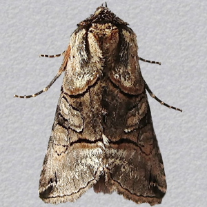 Image of Spectacle - Abrostola tripartita