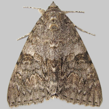 Picture of Red Underwing - Catocala nupta