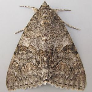 Image of Red Underwing - Catocala nupta