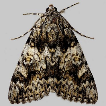 Picture of Light Crimson Underwing - Catocala promissa*