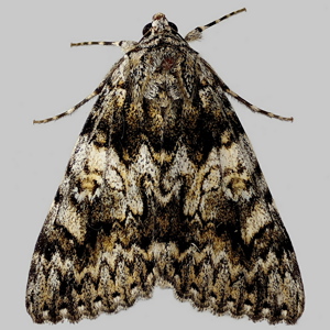 Image of Light Crimson Underwing - Catocala promissa*