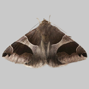 Picture of Passenger - Dysgonia algira