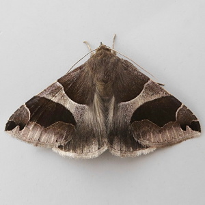 Image of Passenger - Dysgonia algira