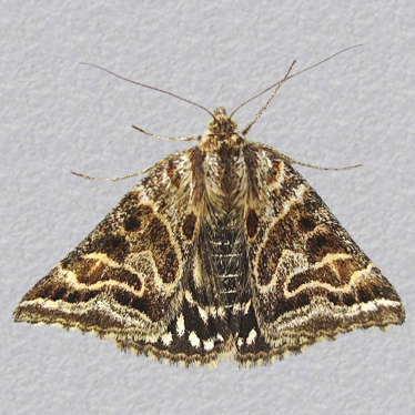 Top - 2