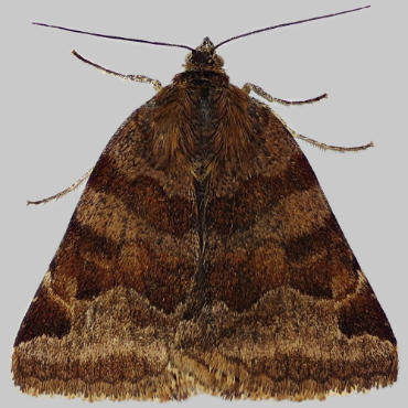 Picture of Burnet Companion - Euclidia glyphica