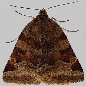 Image of Burnet Companion - Euclidia glyphica