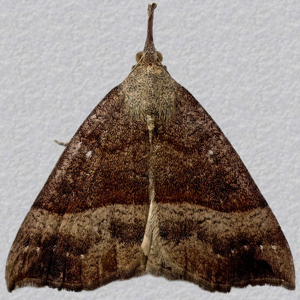 Image of Snout - Hypena proboscidalis