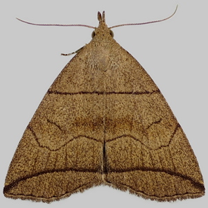 Image of Small Fan-foot - Herminia grisealis