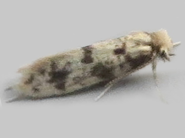 Left profile