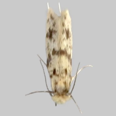 Alternate view