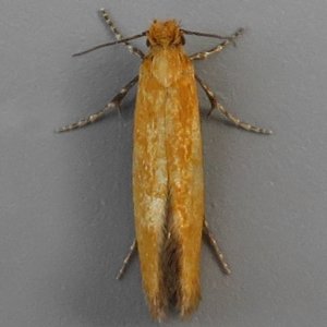 Image of Reisserita chrysopterella