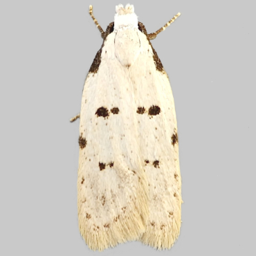 Picture of Stibaromacha ratella