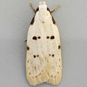 Image of Stibaromacha ratella