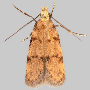 Picture of Symmoca tofosella