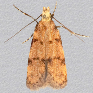 Image of Symmoca tofosella