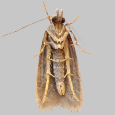 Alternate view