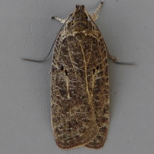 Image of Agonopterix rutana