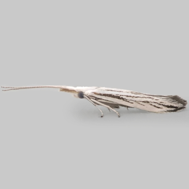 Picture of Coleophora strigosella