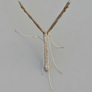 Image of Agdistis adactyla