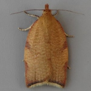 Image of Clepsis siciliana