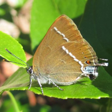 Picture of Blue Spot Hairstreak - Satyrium spini