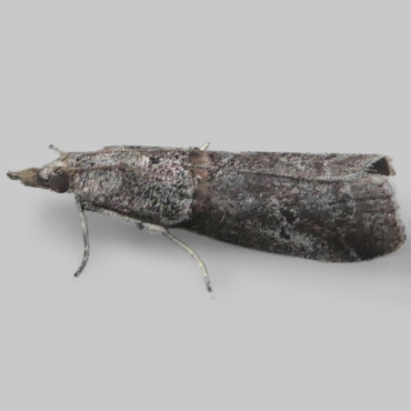 Picture of Acrobasis obliqua