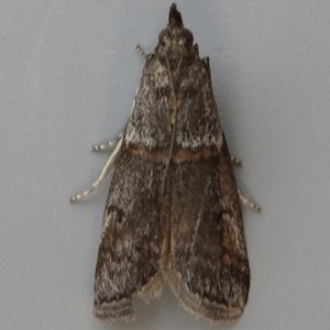 Image of Acrobasis obliqua