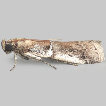 Picture of Pempeliella sororiella