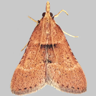 Picture of Stemmatophora brunnealis