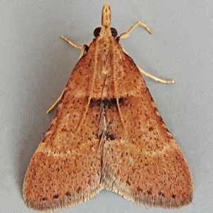 Image of Stemmatophora brunnealis