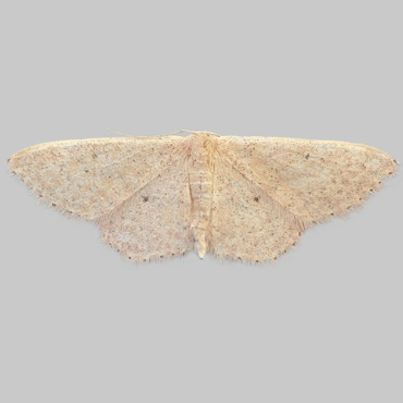 Picture of Idaea distinctaria