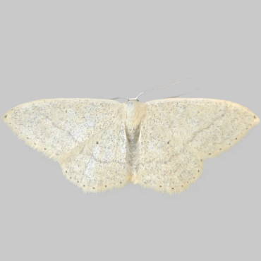 Picture of Idaea litigiosaria