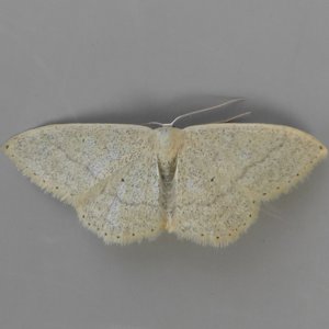 Image of Idaea litigiosaria