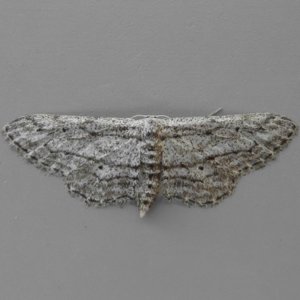 Image of Idaea longaria