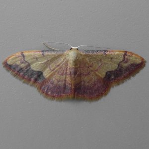 Image of Idaea ostrinaria