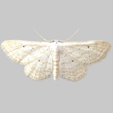 Picture of Scopula minorata