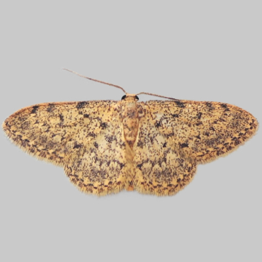 Picture of Idaea alyssumata